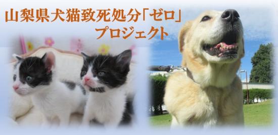 小さな命を守りたい!　山梨県犬猫致死処分「ゼロ」プロジェクト