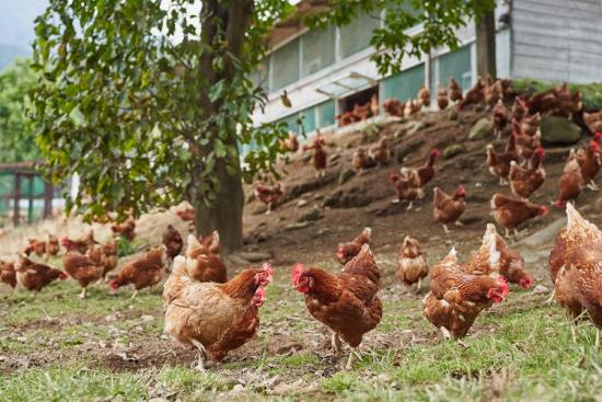 平飼い放牧