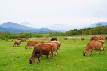 ジャージー種の山地酪農