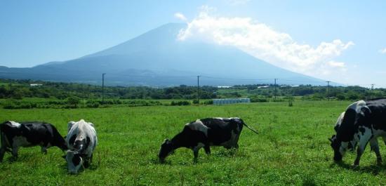 富士山と牛