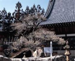 洞雲寺八房のウメ