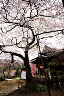 吉祥寺の新羅ザクラ