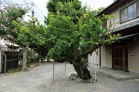 小原東のザクロ