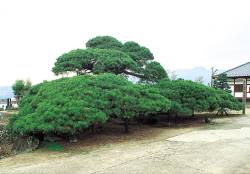 竜泉寺の万年マツ