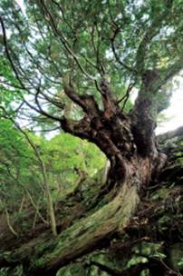切差金毘羅山のヒノキ群