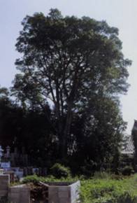 永岳寺の大カシ