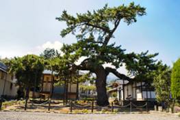 宝珠寺のマツ