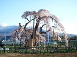 神田の大糸サクラ