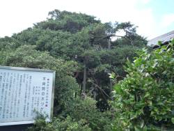 本良院の大ツゲ