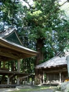 比志神社の大スギ