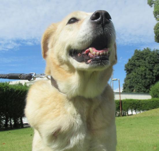 filariadog2