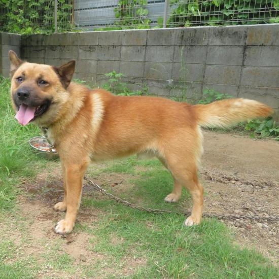 dog5