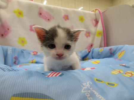 cat-7-7-5-1