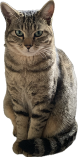 yama