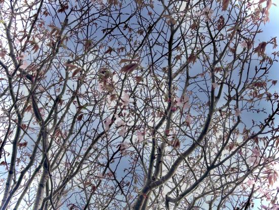 宇宙桜アップ