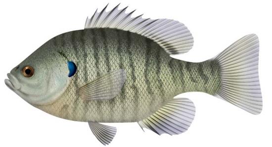 bluegill_03