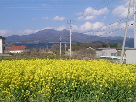 穴山の菜の花