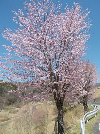 湖岸の桜の2025年5月1日の写真