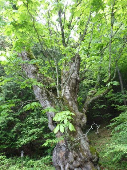 県道の途中にあるトチノキの巨木