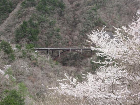 令和7年4月3日撮影の桜
