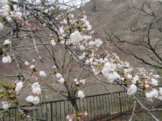 令和7年4月3日撮影のソメイヨシノ