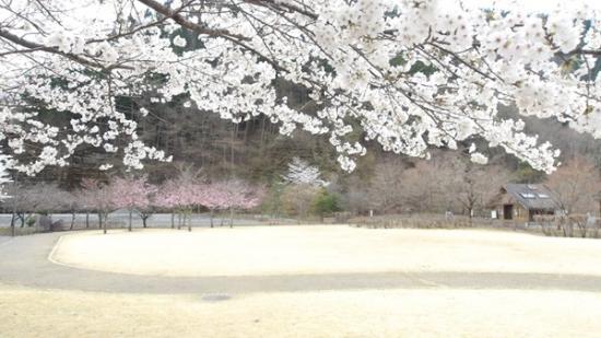 令和7年4月11日の小金沢公園