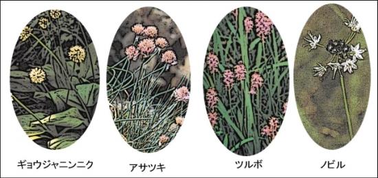 0184_水呑場北植物