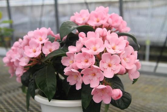アッサムニオイザクラの花