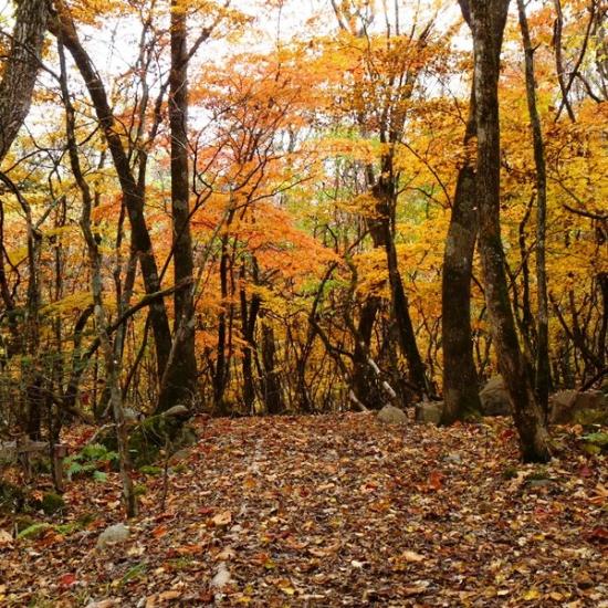 遊歩道の紅葉