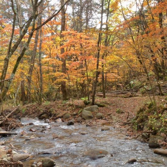 琴川の流れと紅葉