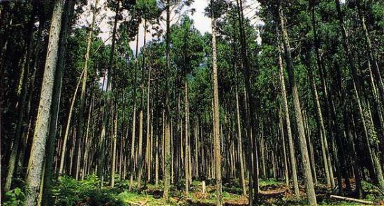 思親山の人工林