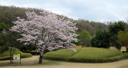 かんかん塚古墳桜