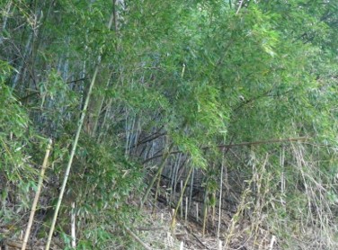 整備前の里山林