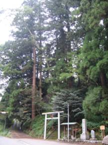 一宮神社の社叢