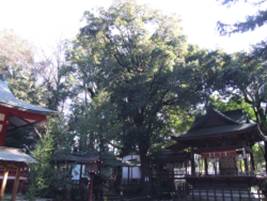 菅田天神社のカシ群