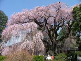 慈雲寺のイトザクラ