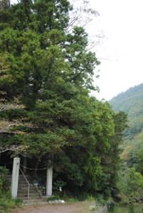柳川のイヌガヤ群