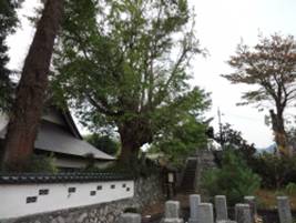 顕本寺のオハツキイチョウ