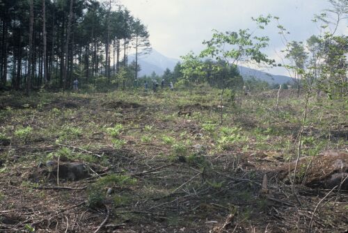 NO1清里の森第1遺跡調査風景（500×335）