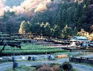 わさび田（都留市）