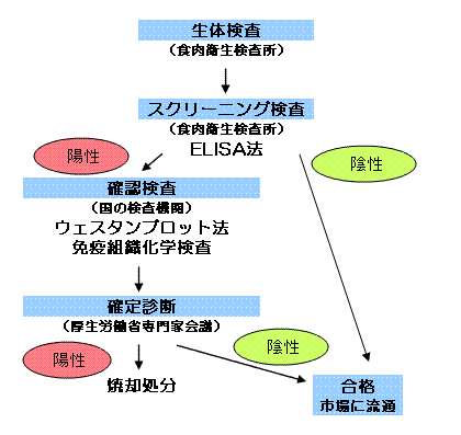 BSE検査の流れ2