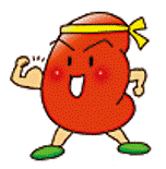 腎臓イラスト