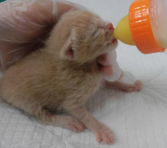 仔猫