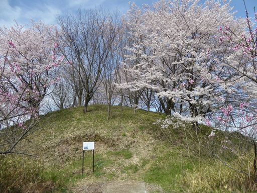 桜ガ満開