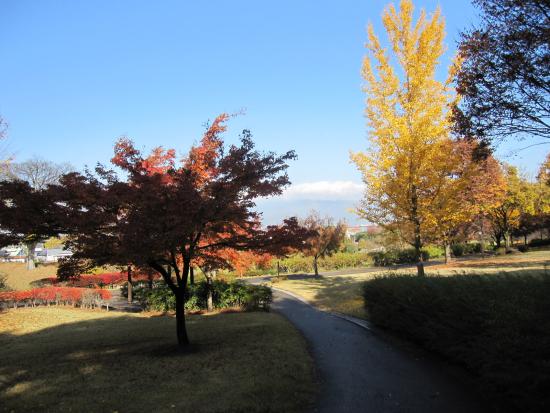 遊歩道からみるいちょうとモミジの紅葉