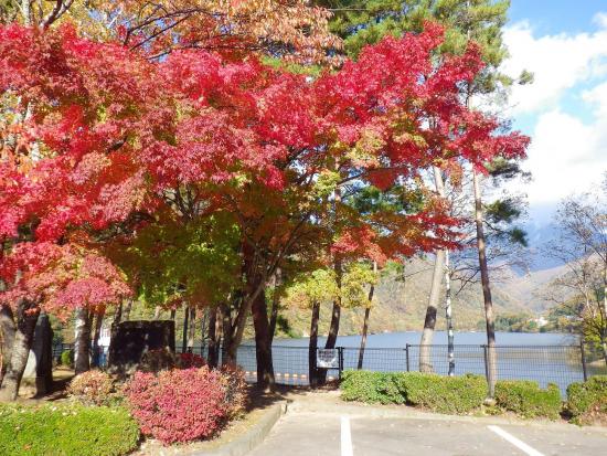 広瀬ダム左岸公園の紅葉