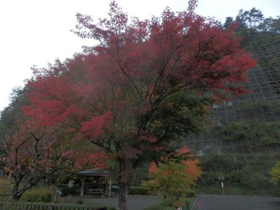 令和6年11月6日の深城ダム3