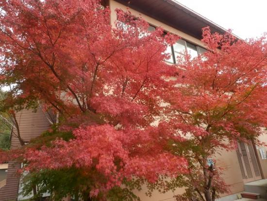 令和6年11月13日の深城ダム2