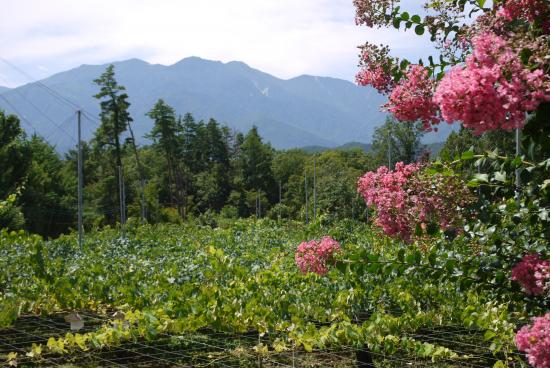 夏ブドウと北岳