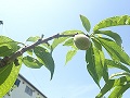 桃の摘果状況